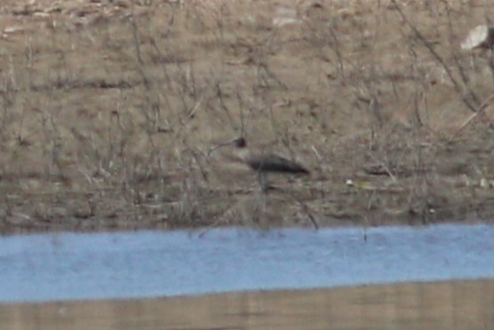 Eurasian Curlew - ML622256559