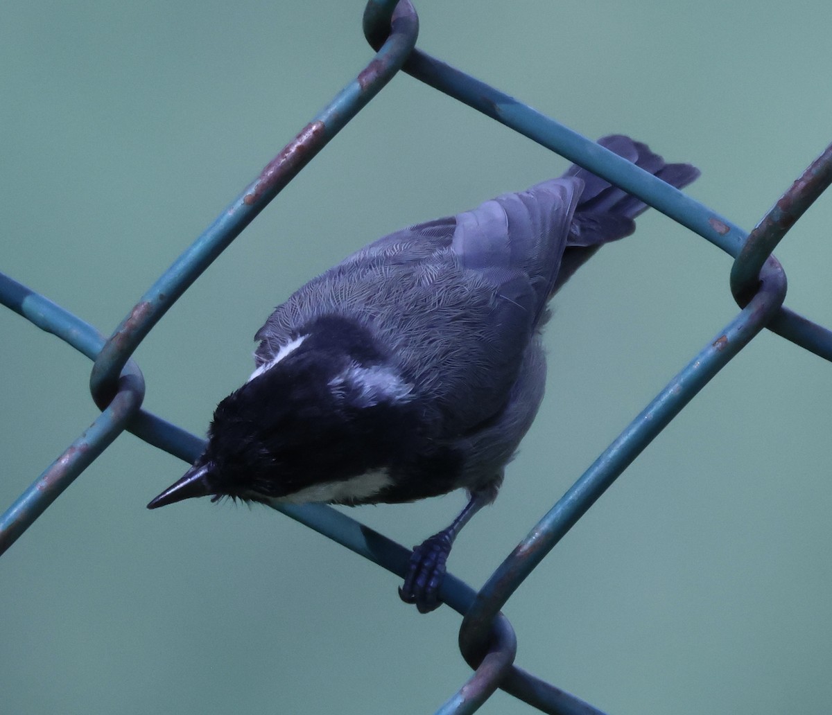 Rufous-naped Tit - ML622256566