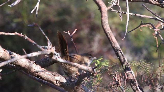 Eastern Bristlebird - ML622256573