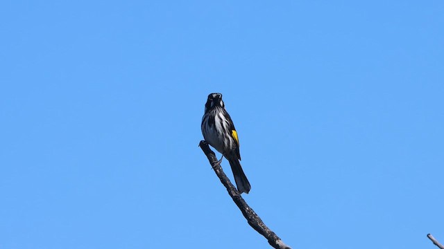 New Holland Honeyeater - ML622256583