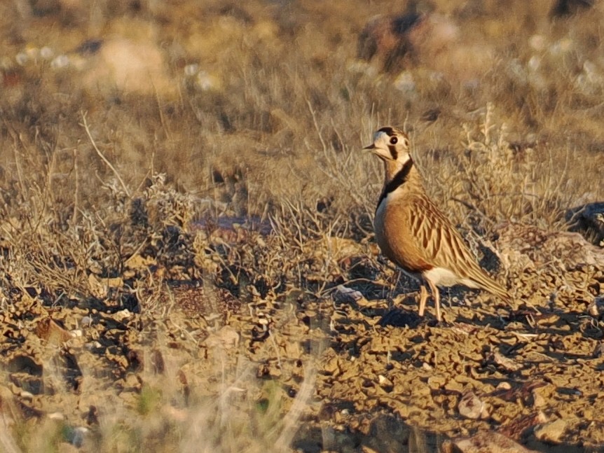 Inland Dotterel - ML622256605