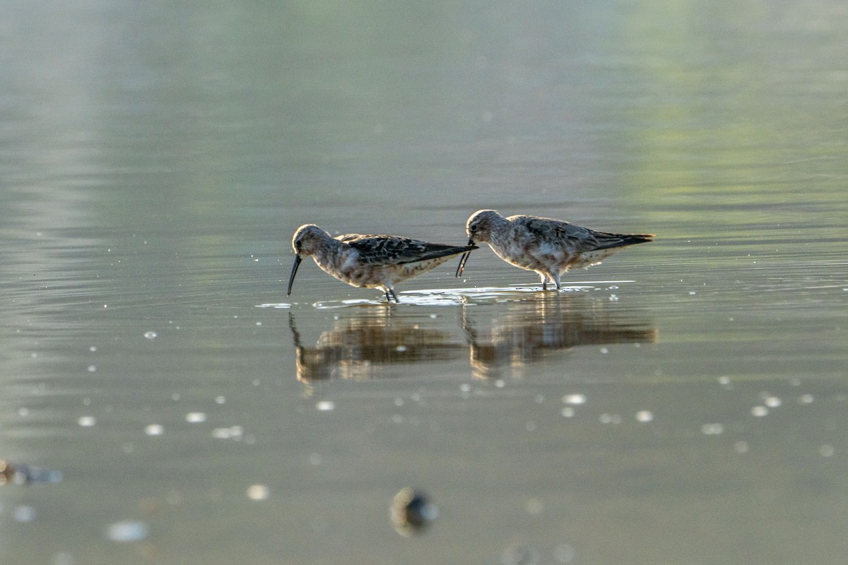 Curlew Sandpiper - ML622256676