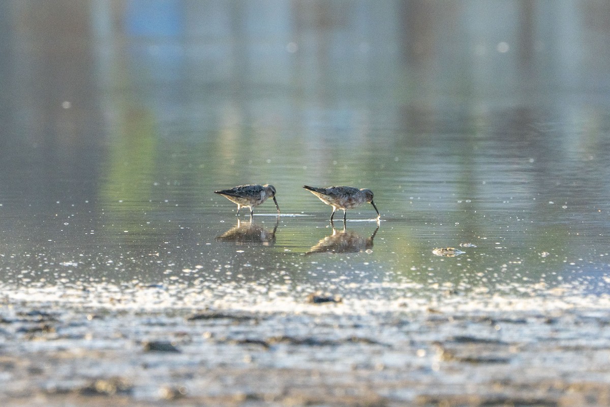 Curlew Sandpiper - ML622256678