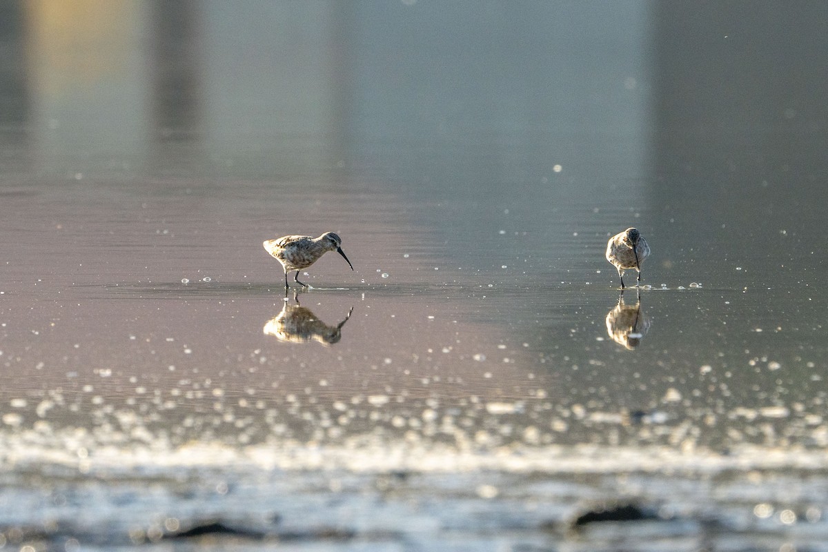 Curlew Sandpiper - Jafet Potenzo Lopes