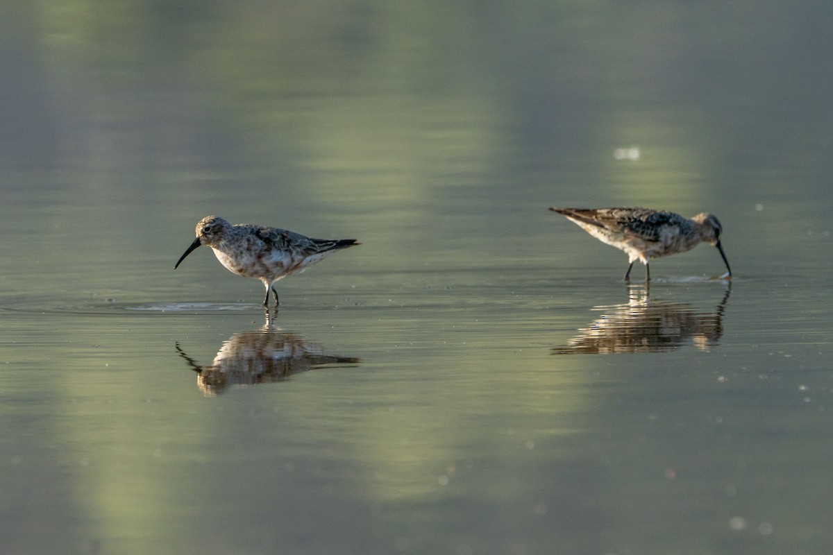 Curlew Sandpiper - ML622256680