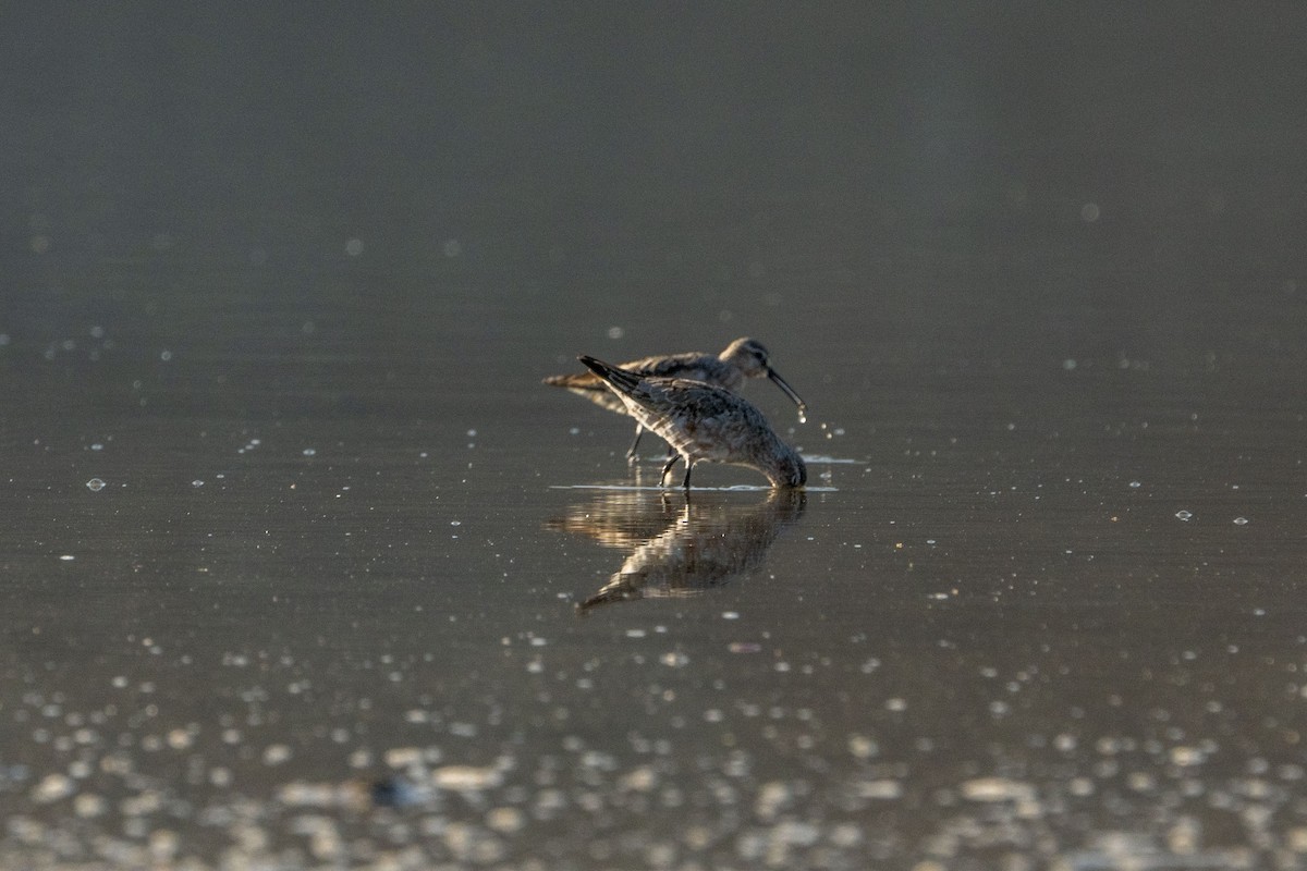 Curlew Sandpiper - Jafet Potenzo Lopes