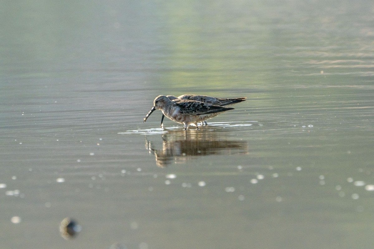 Curlew Sandpiper - ML622256682