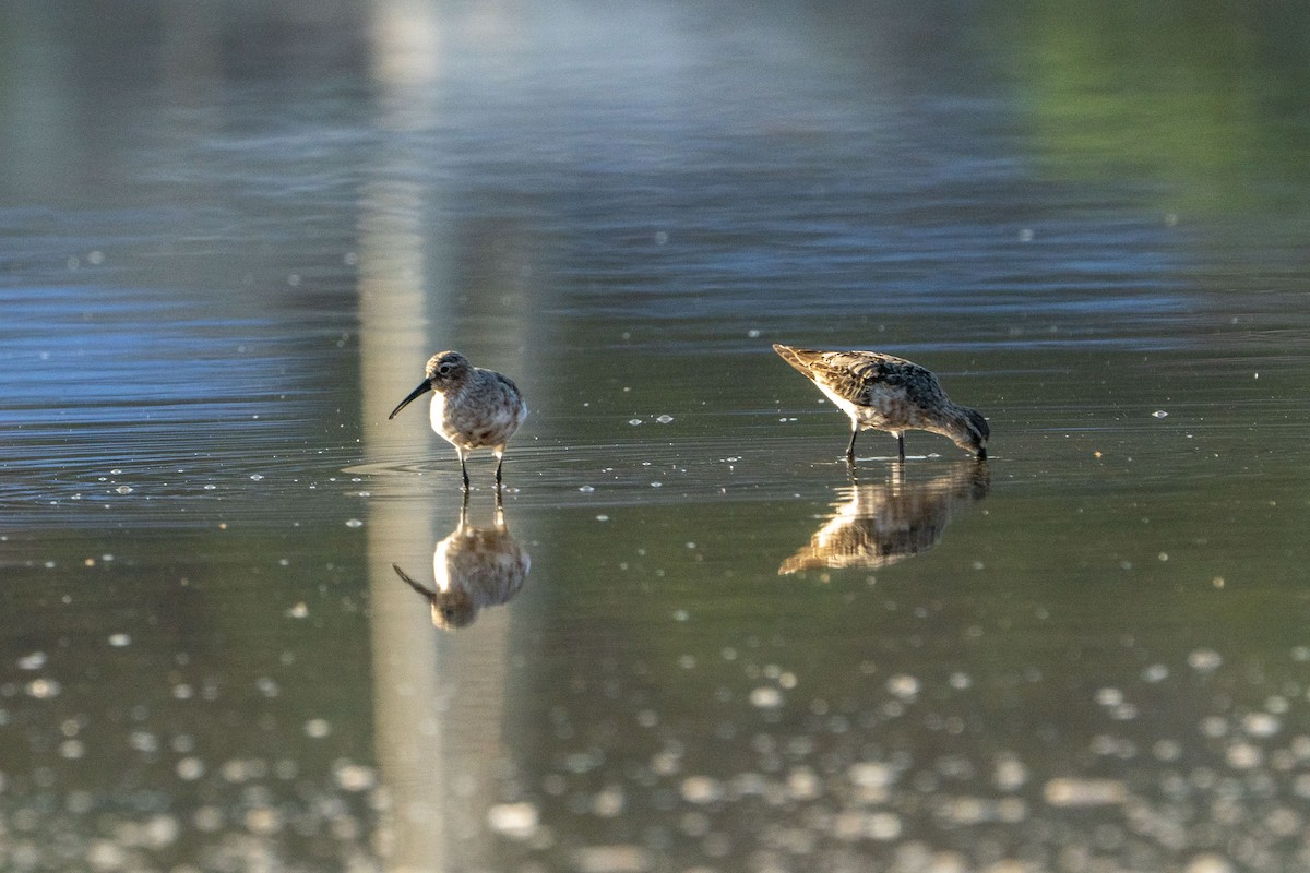 Curlew Sandpiper - ML622256683