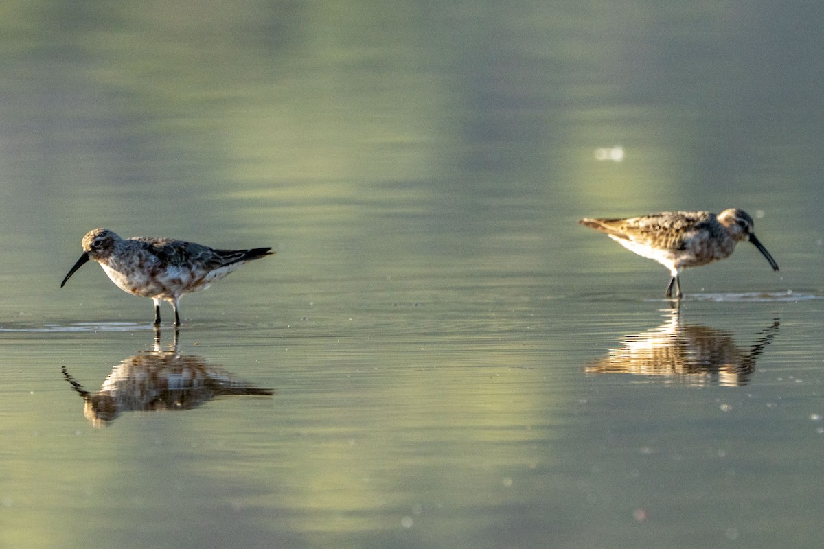 Curlew Sandpiper - ML622256684