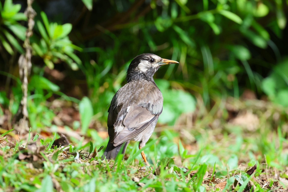 Бор тодол - ML622256700