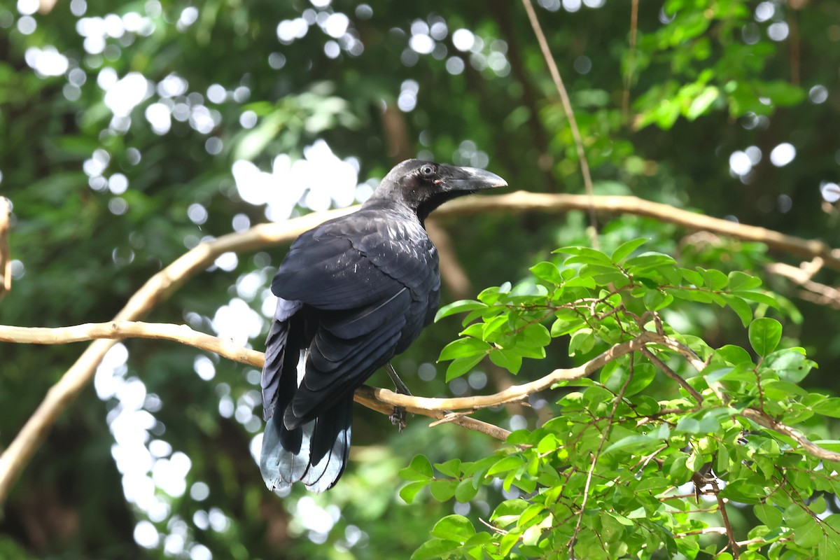 Large-billed Crow - ML622256701