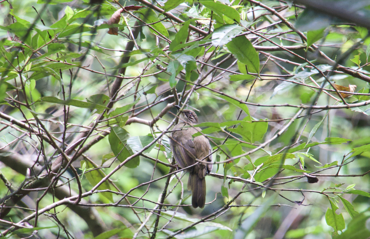 Olive-winged Bulbul - Evan Farese