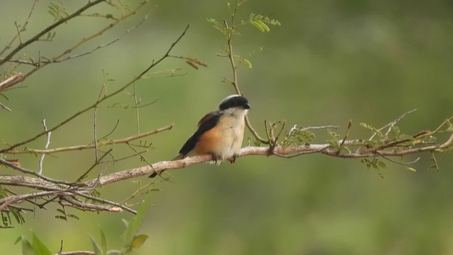 Bay-backed Shrike - ML622256735