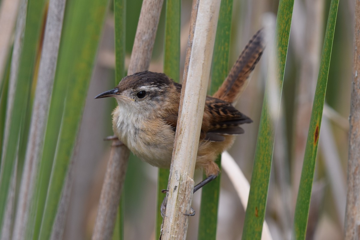 Marsh Wren - ML622256757