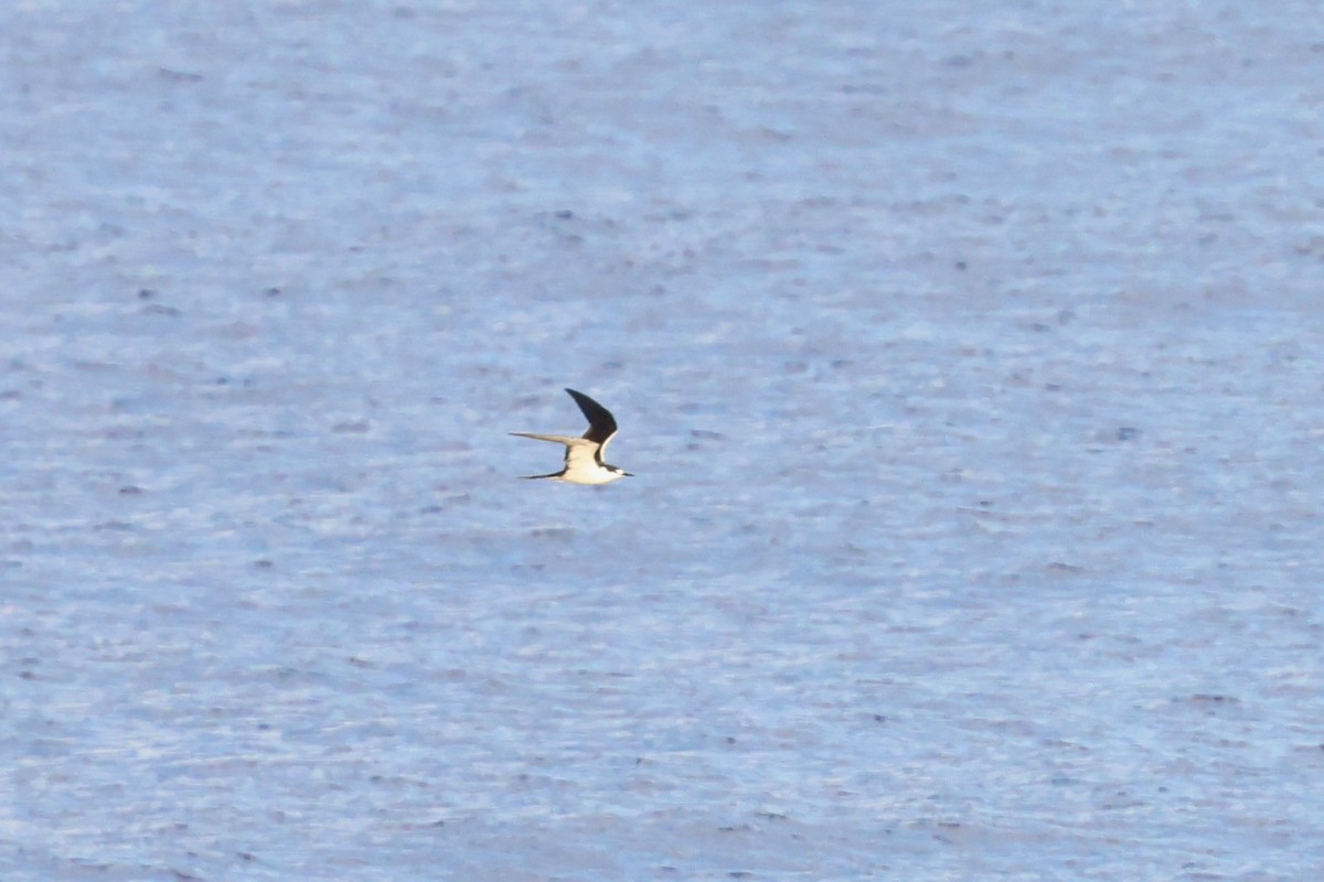 Sooty Tern - ML622256767