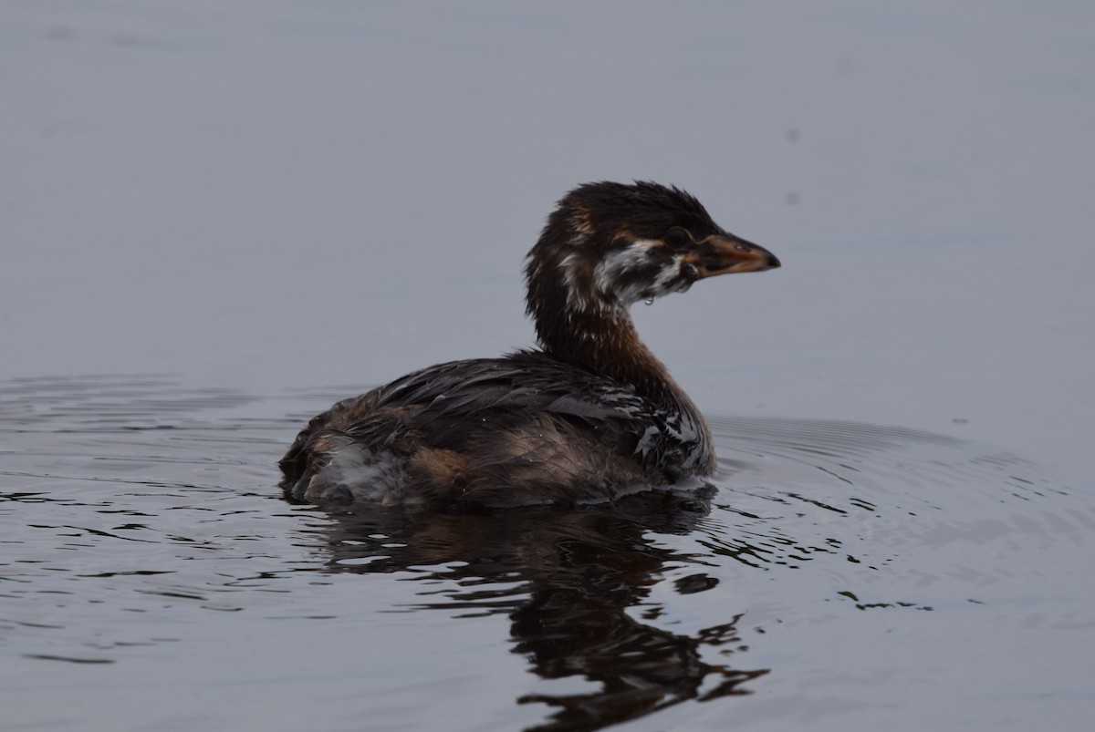 Pied-billed Grebe - ML622256773