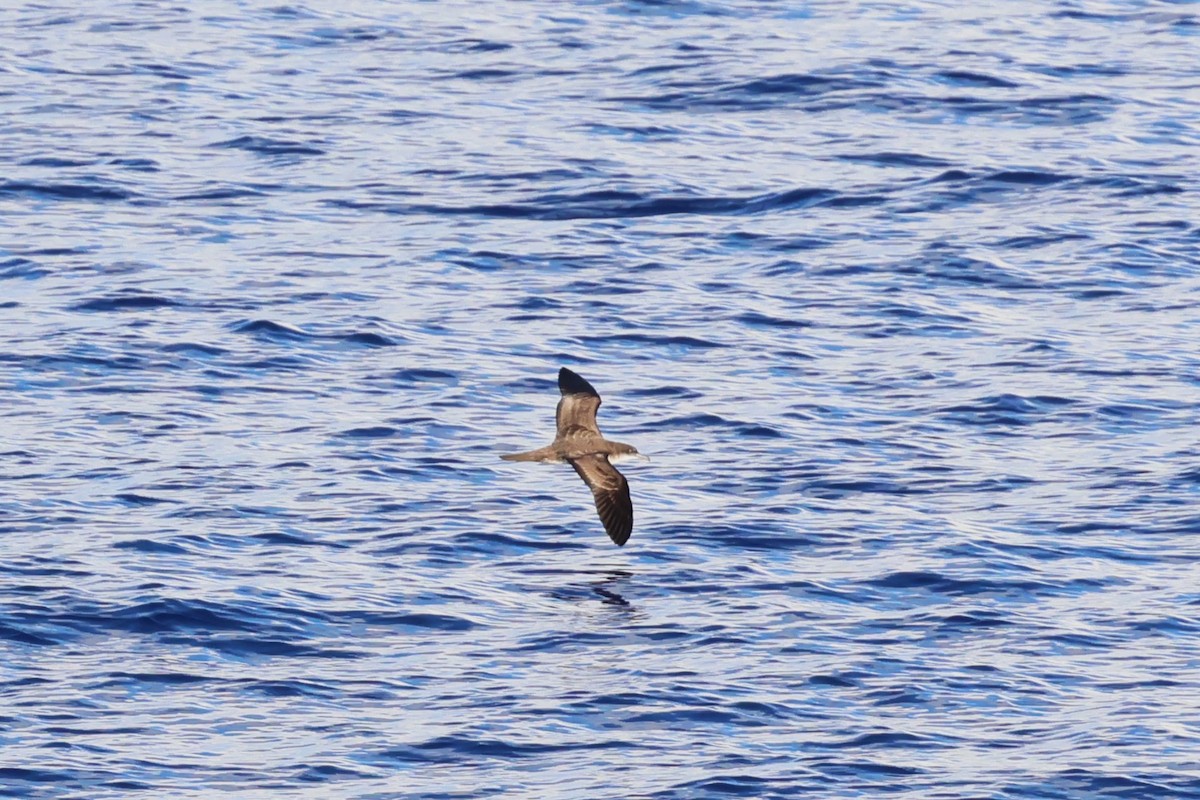 Wedge-tailed Shearwater - ML622256777