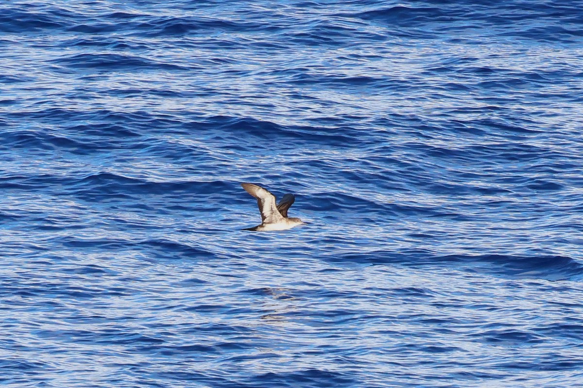 Wedge-tailed Shearwater - ML622256778