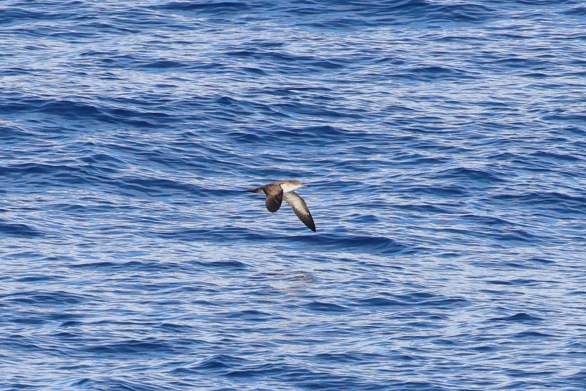 Wedge-tailed Shearwater - ML622256779