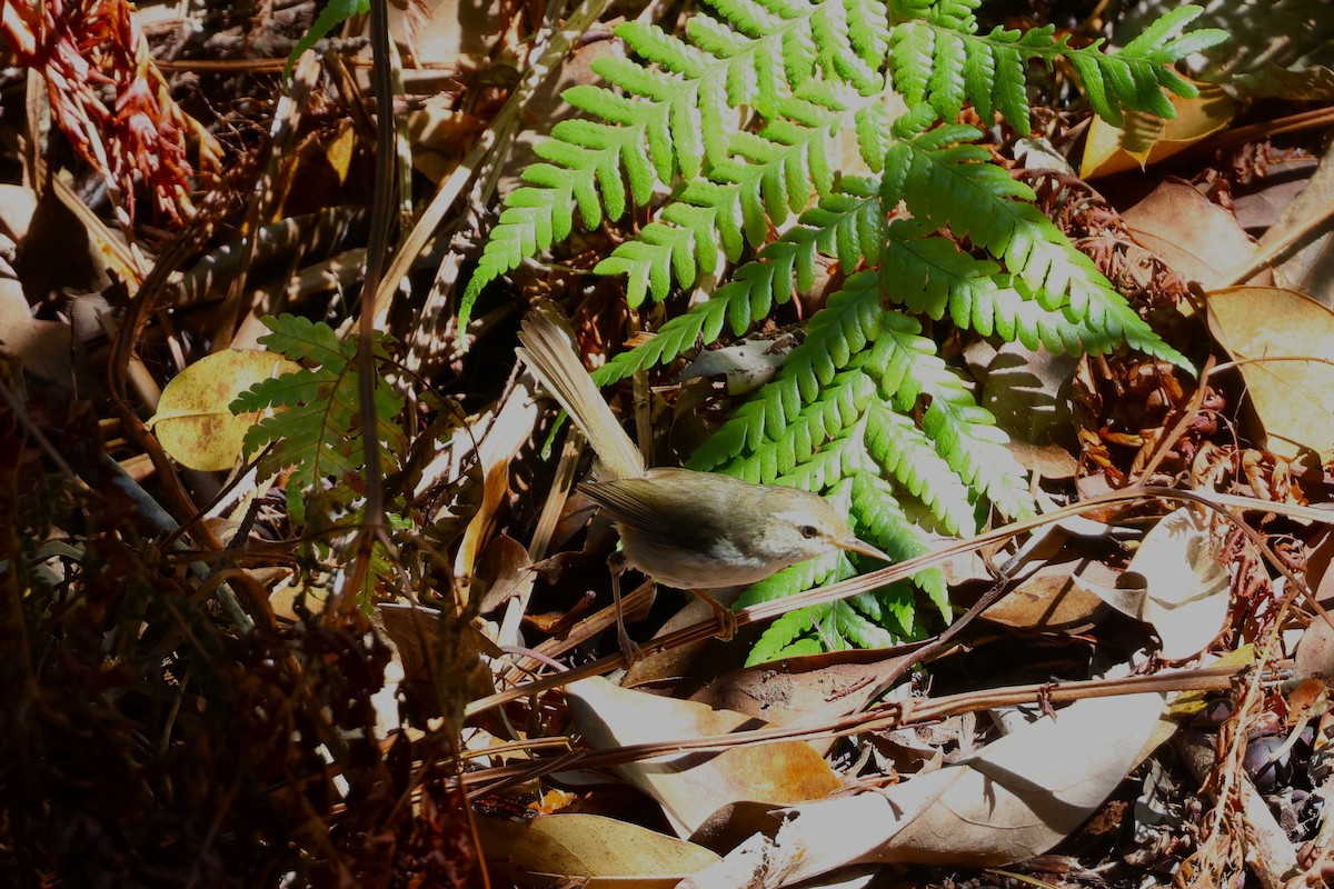 Japanese Bush Warbler (Bonin) - ML622256825