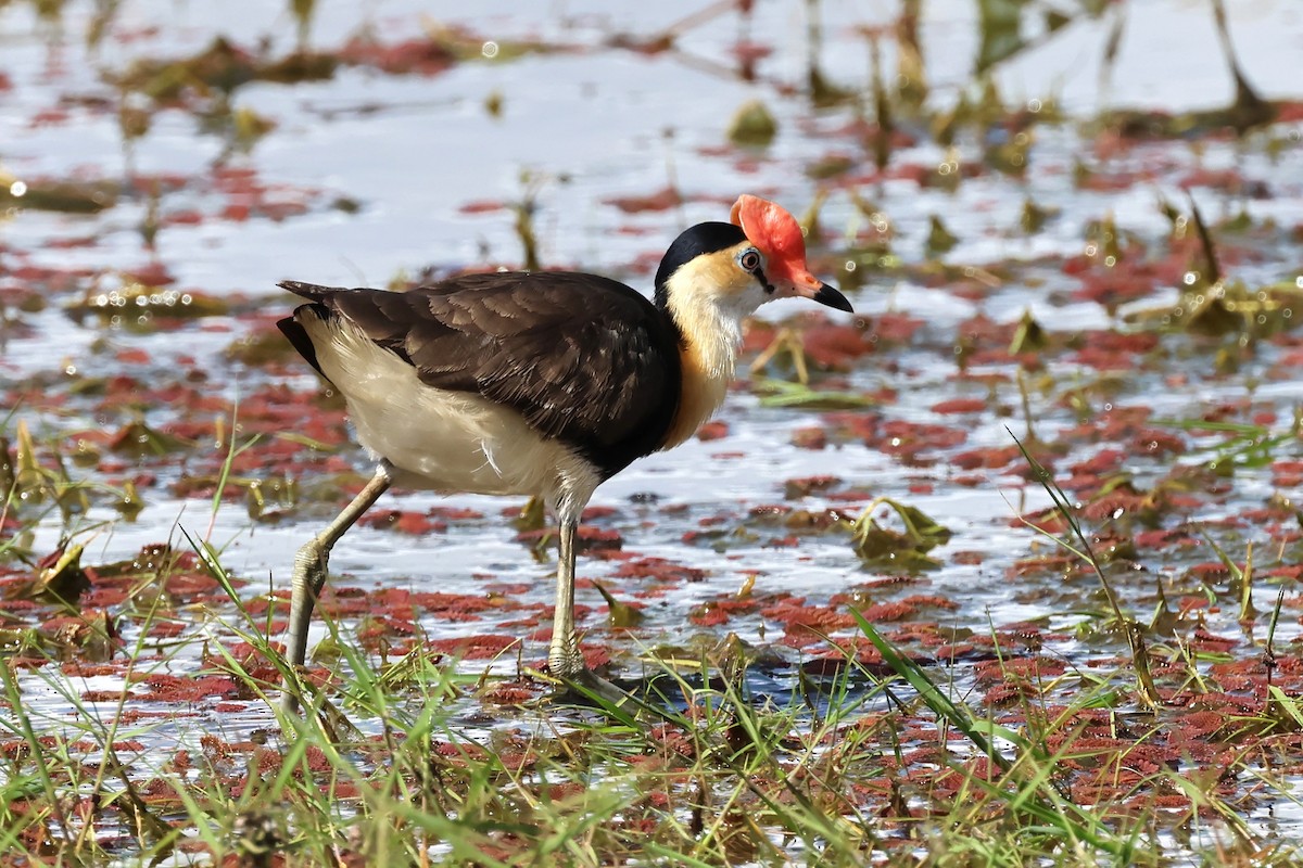 Jacana à crête - ML622256843