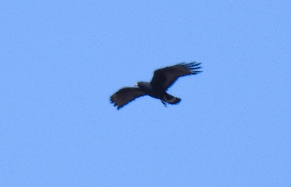 Zone-tailed Hawk - ML622256851