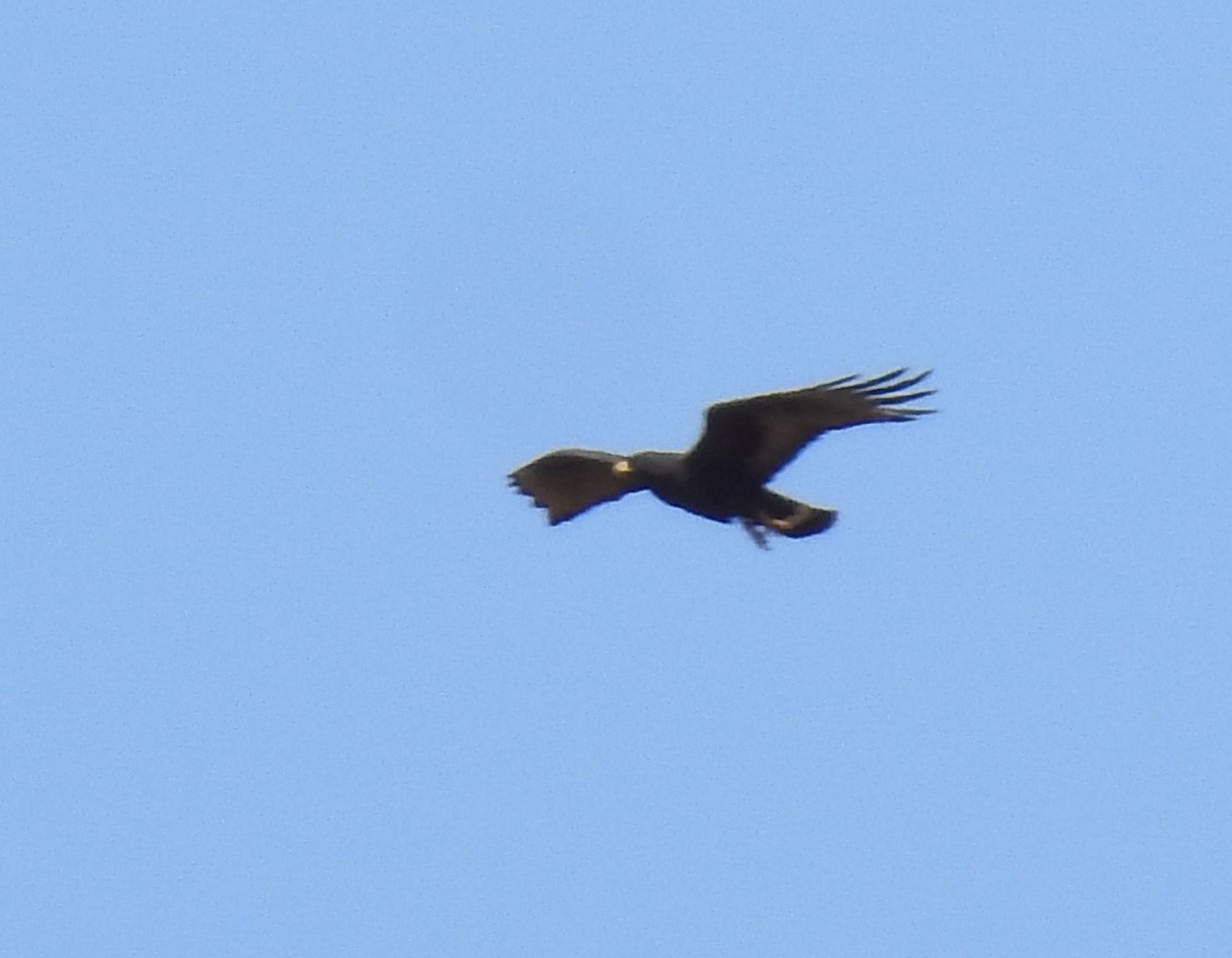 Zone-tailed Hawk - ML622256852