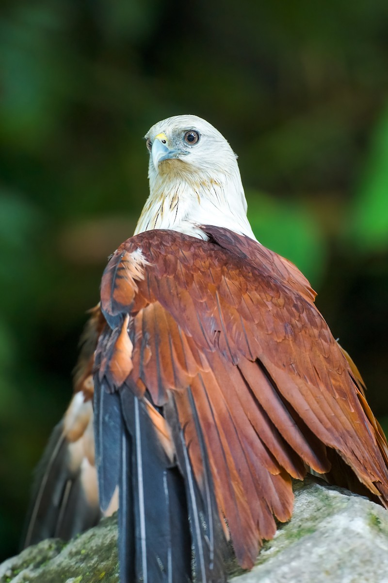 Brahminy Kite - Cedrick Vincent Gallanosa