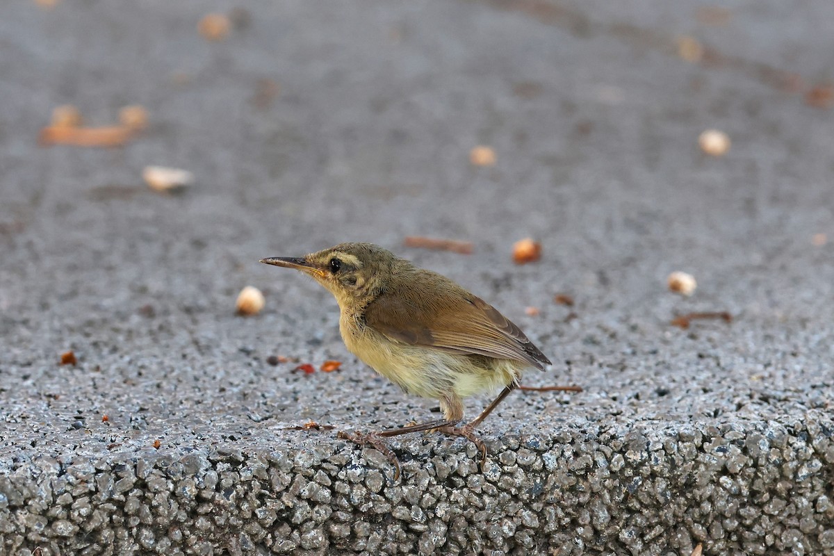 Japanese Bush Warbler (Bonin) - ML622256866