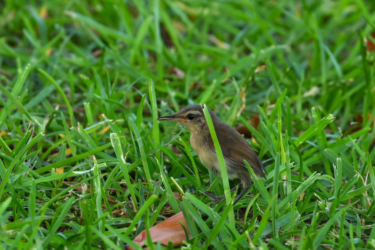 Japanese Bush Warbler (Bonin) - ML622256867