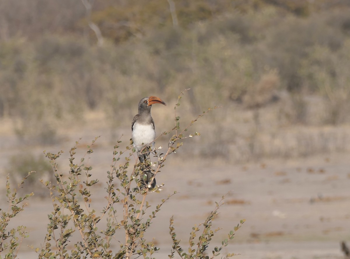 Bradfield's Hornbill - ML622256873