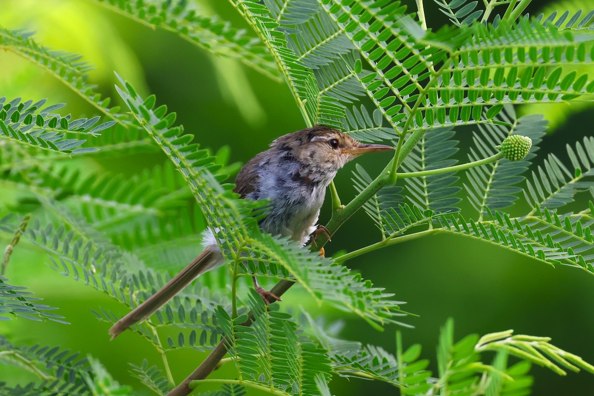 Japanese Bush Warbler (Bonin) - ML622256893