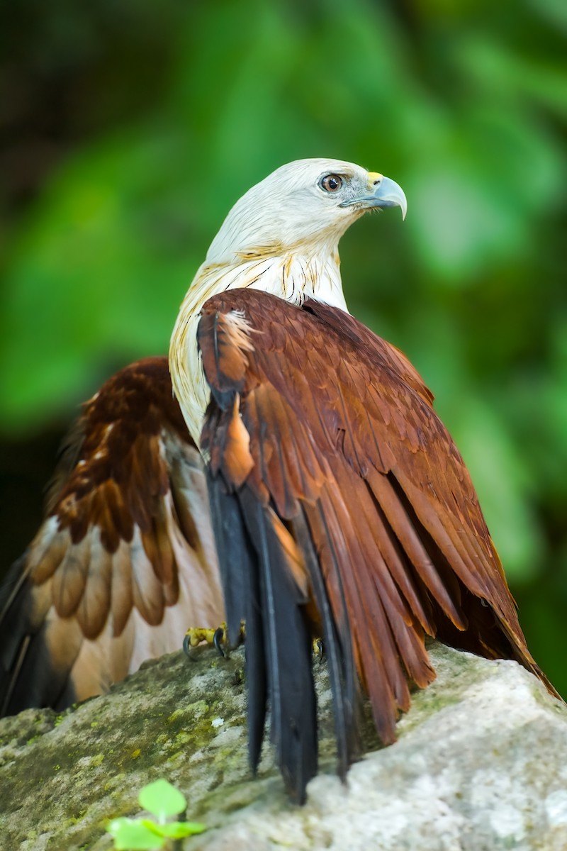 Brahminy Kite - ML622256906