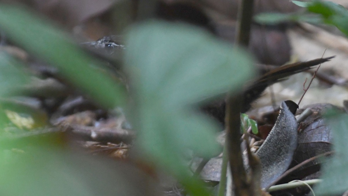 Rusty-belted Tapaculo - ML622256926