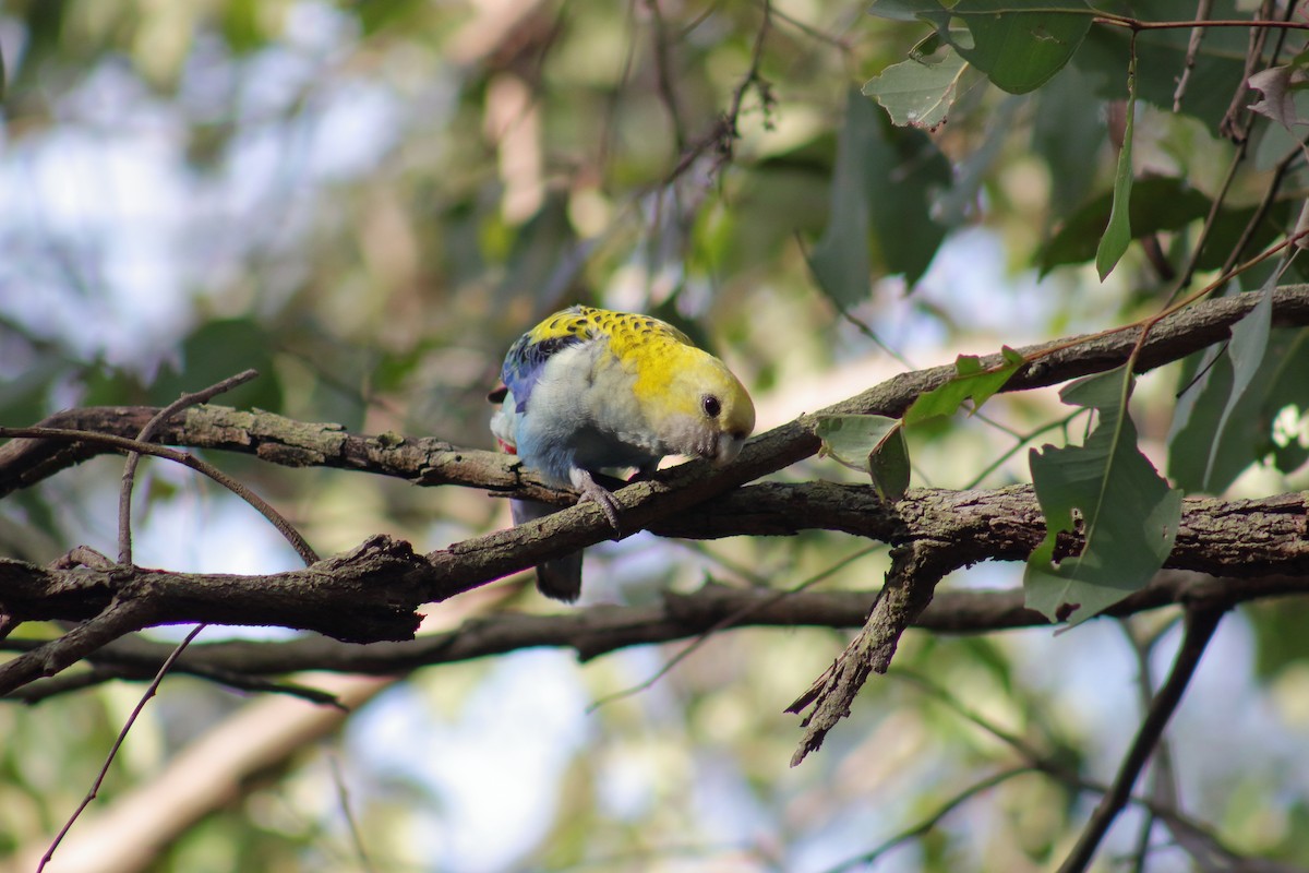 Pale-headed Rosella - ML622256944