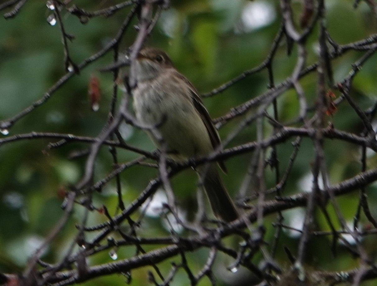 Alder Flycatcher - ML622256954