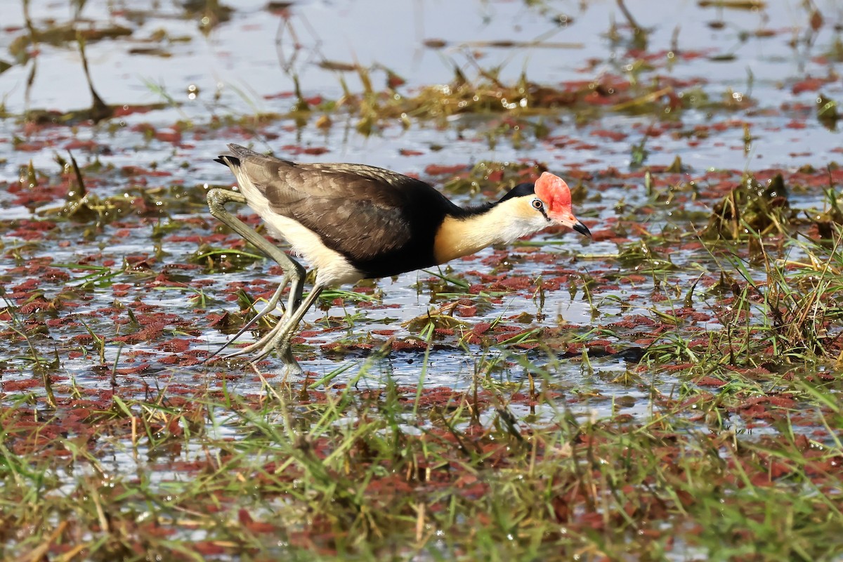 Jacana à crête - ML622256967