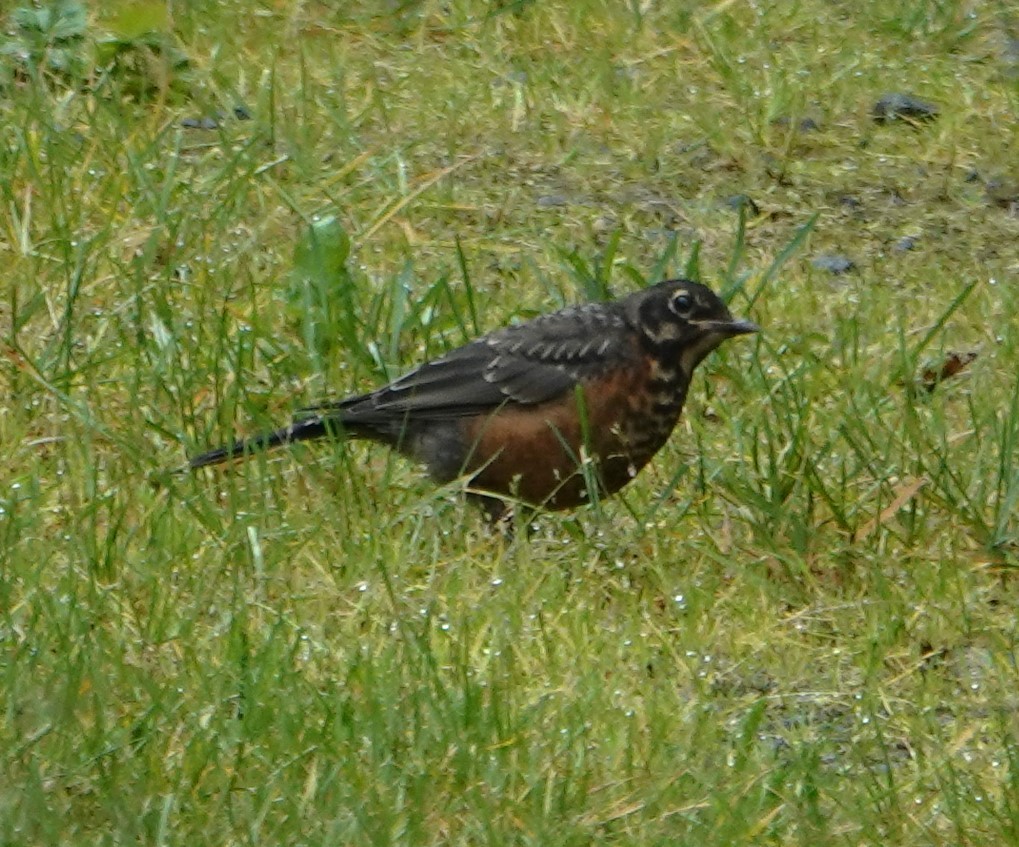 American Robin - ML622256971