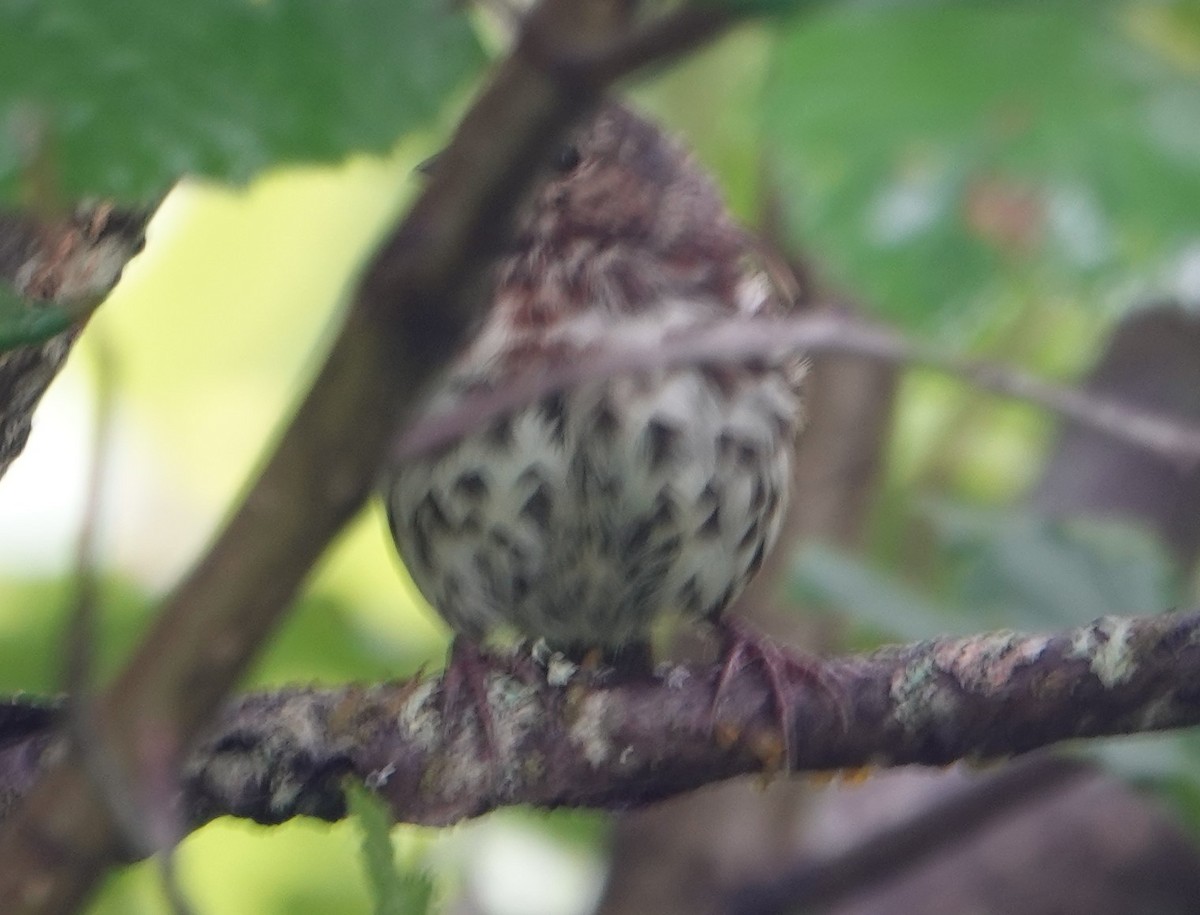 Fox Sparrow - ML622256976