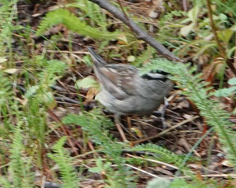 White-crowned Sparrow - ML622257002