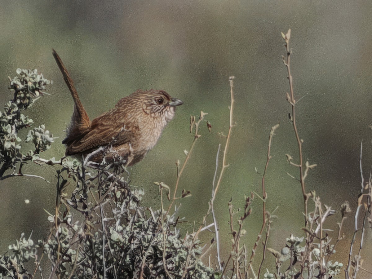 Thick-billed Grasswren - ML622257003