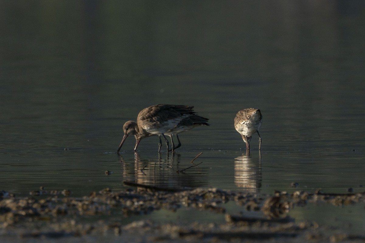 Black-tailed Godwit - ML622257124