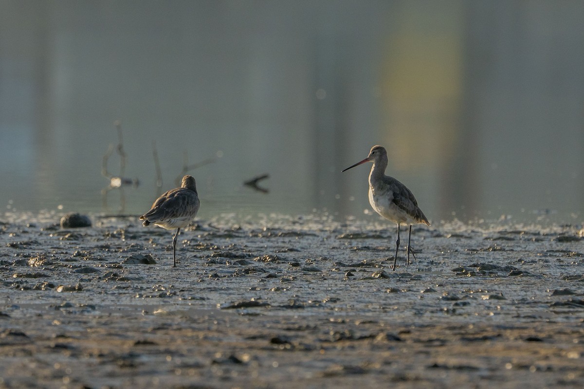 Black-tailed Godwit - ML622257125