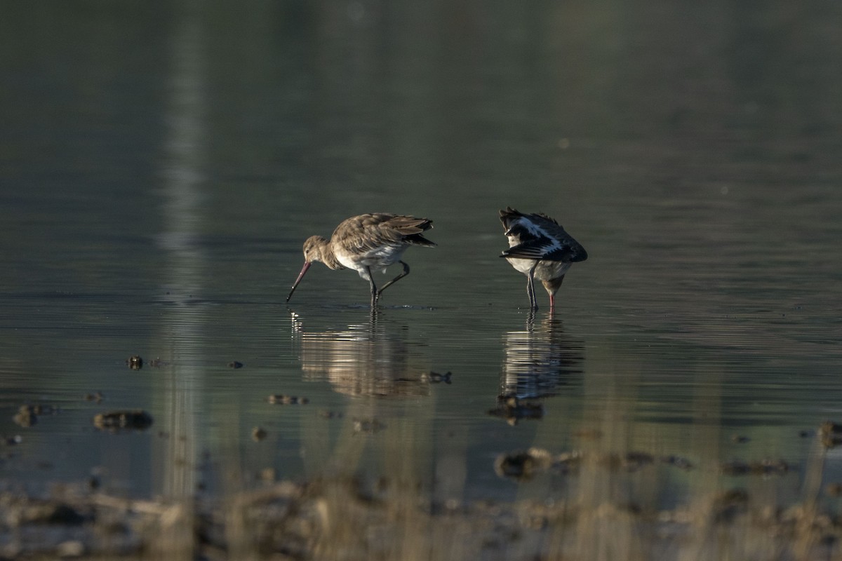 Black-tailed Godwit - ML622257126