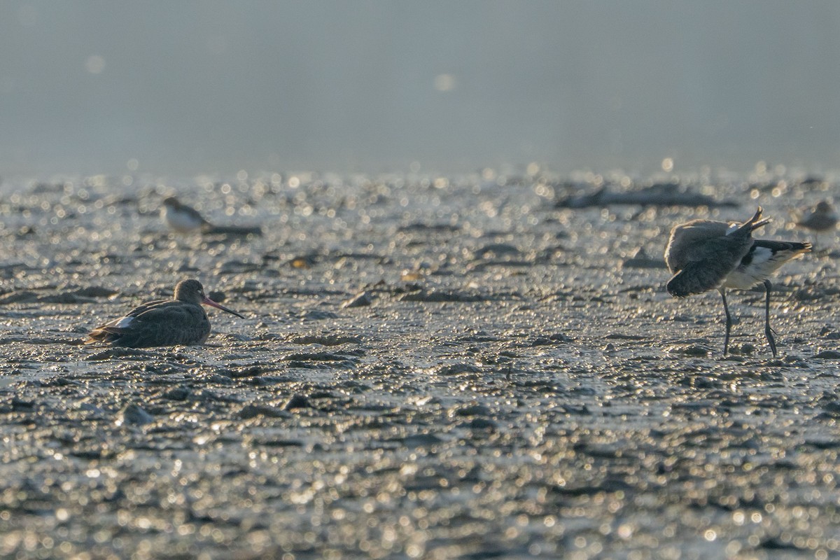 Black-tailed Godwit - ML622257127