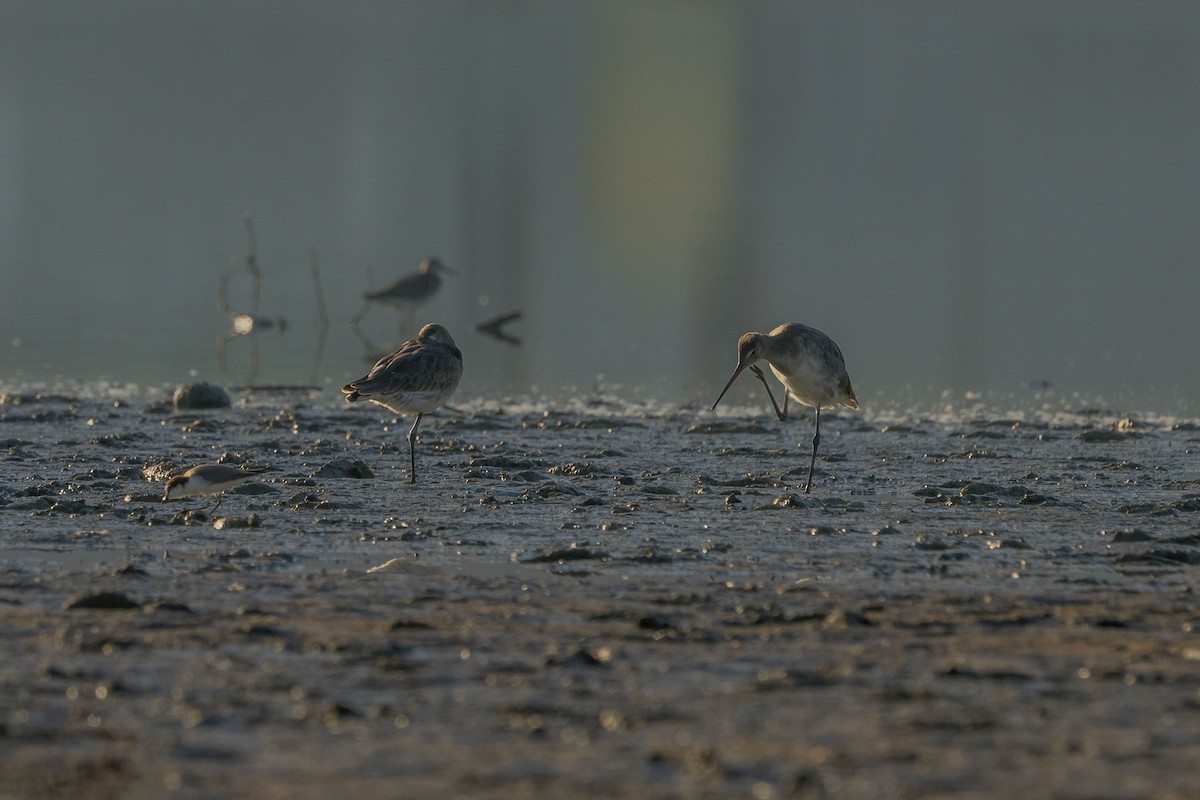 Black-tailed Godwit - ML622257128