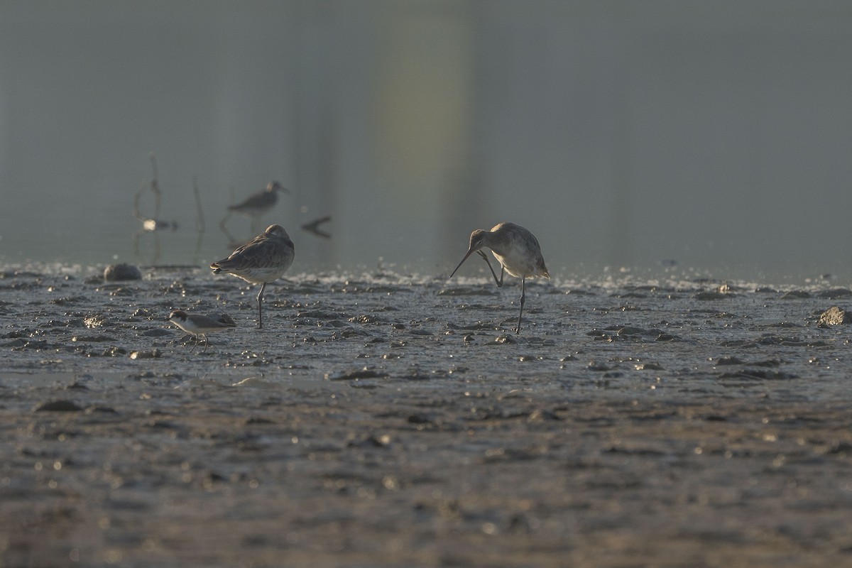 Black-tailed Godwit - ML622257129