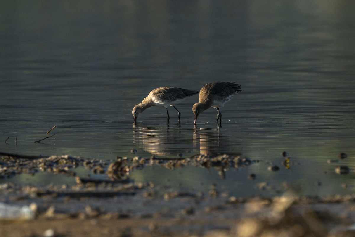 Black-tailed Godwit - ML622257130