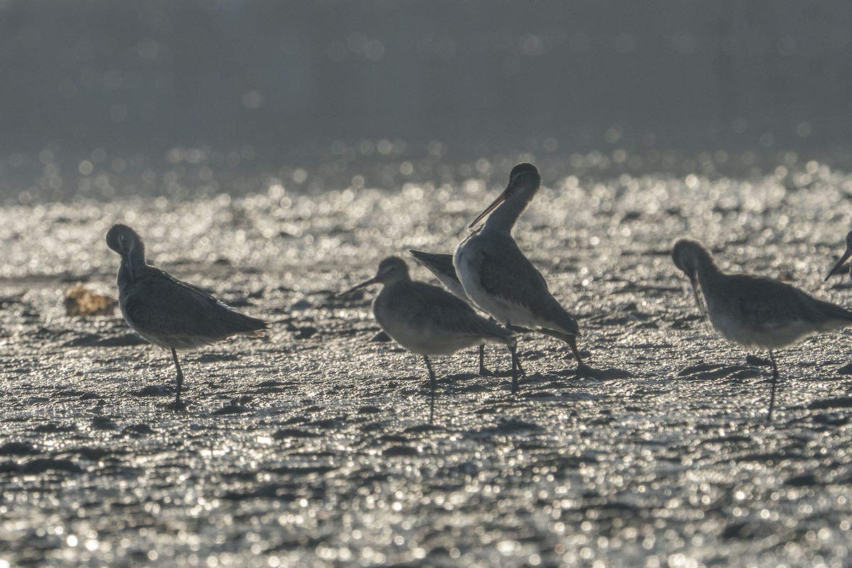 Black-tailed Godwit - ML622257131