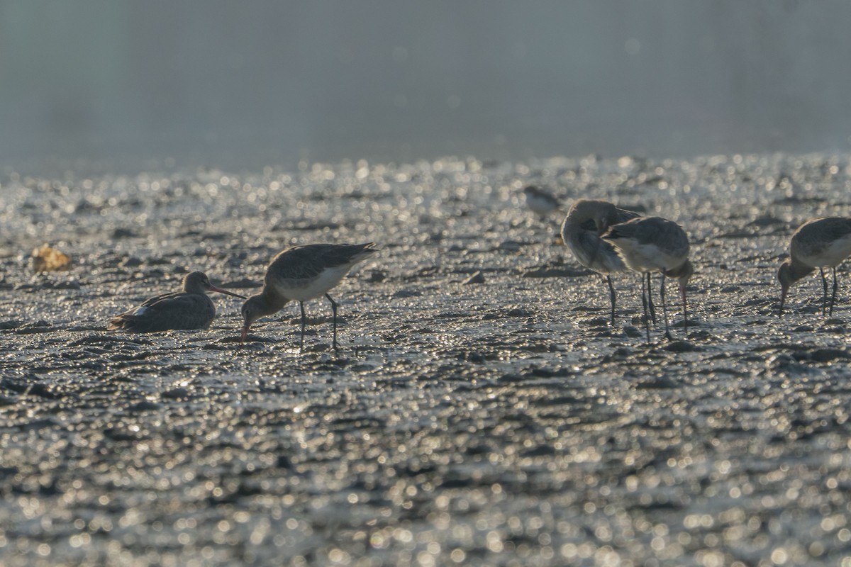 Black-tailed Godwit - ML622257132